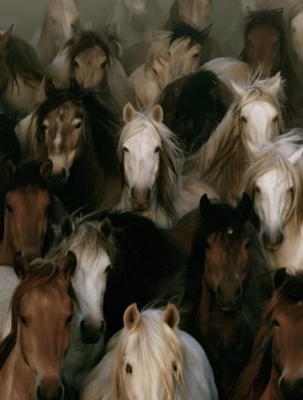 A herd of horses