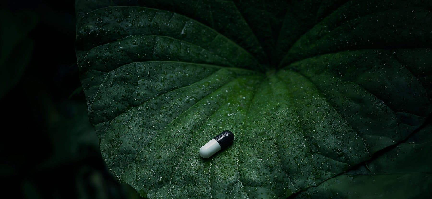 A small black and white capsule resting on a large dark green leaf beaded with water.