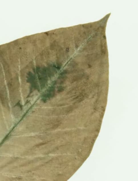 A dry olive-brown leaf with a green mark along its central vein on a pale background.